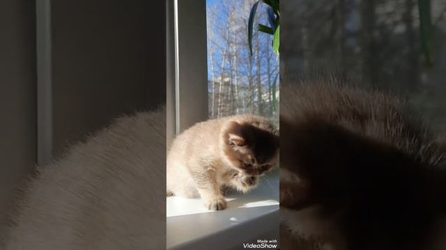 Золотая британская шиншилла? смотреть онлайн