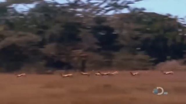National geographic T Rex Tyrannosaurus Rex New Documentary HD 2018 480 X 854 смотреть онлайн