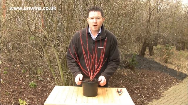 Cornus alba 'Baton Rouge' 3L Shrub смотреть онлайн