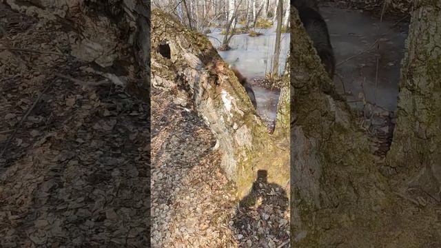 Канадский волк - гибрид. Лает. смотреть онлайн