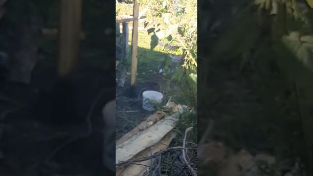 мухи пауков смотреть онлайн