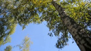 Эко-Отель АЯ Семейный отдых на озере «Ая» Отдых в Горном Алтае
