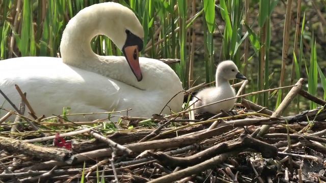 White Swan in Water this video funny video 4K view смотреть онлайн