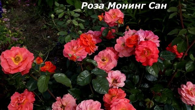 Розы флорибунда - самые обильноцветущие сорта, прекрасны внешне и обладают сибирским характером! смотреть онлайн