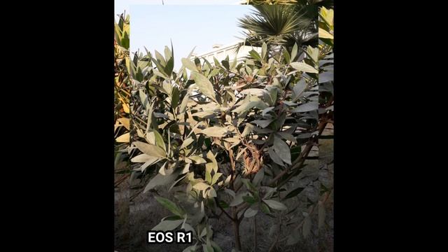 Sony Alpha A1 Vs Canon EOS R1 Camera Test смотреть онлайн