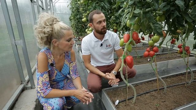 Супер-томаты, которые созреют летом смотреть онлайн