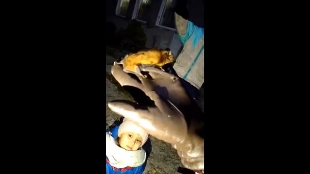 Выпуск рыжих вечерниц в природу смотреть онлайн