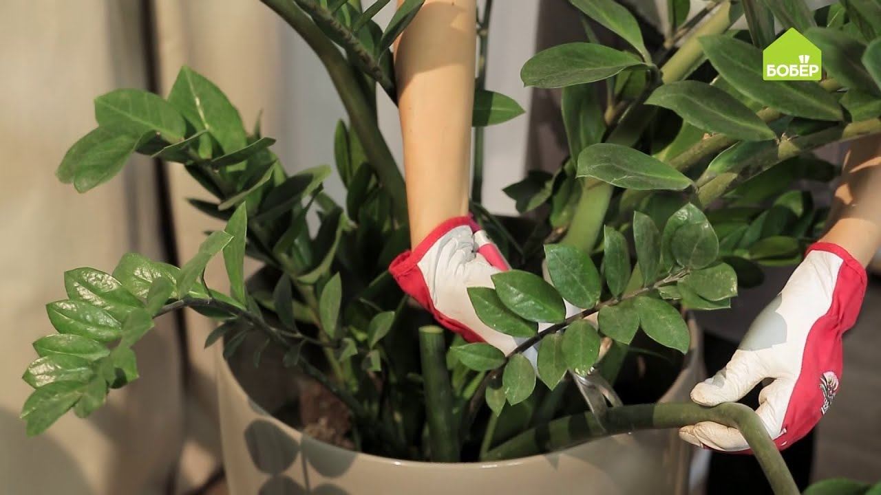 Замиокулькас. Как правильно ухаживать и пересадить. Как размножить замиокулькас. Укореняем растение смотреть онлайн