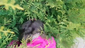 Как подготовить тую к зиме за 5 минут  / Уход за туей осенью / Как удалить желтые высохшие ветки ту