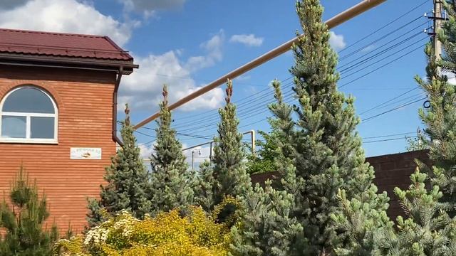 Ель Белобока или Picea pungens Bialobok смотреть онлайн