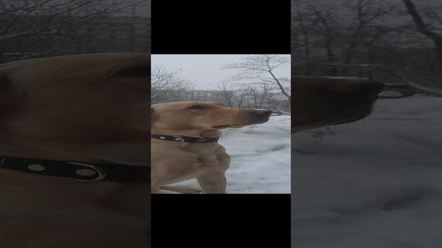 Лабрик смотреть онлайн