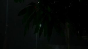 Звуки дождя и грома для сна - 99% мгновенно засыпают с Шум Дождя и грома по Крыше в туманном лесу