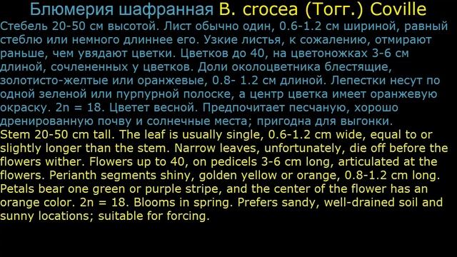 #Блетилла #Блюмерия #Бомарея Цветы садовые37 Декоративные растения смотреть онлайн