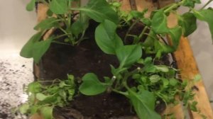 Посадка петунии и лобелии в кашпо