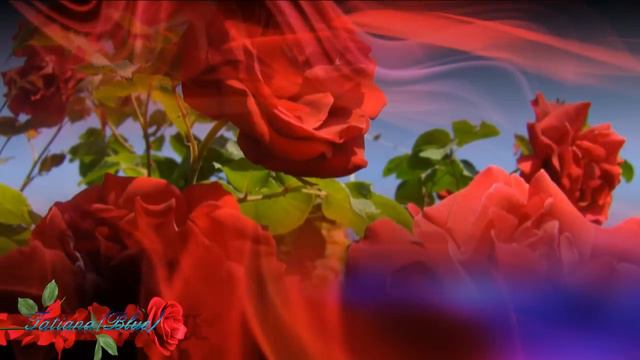 Francis Goya - Million Roses.... @TatianaBlue смотреть онлайн
