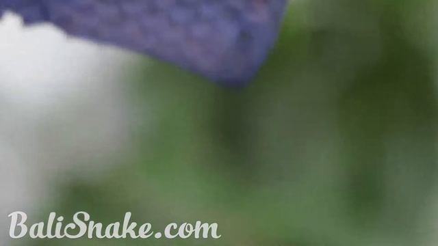 Купить кожу питона на Бали, шкуры питона от BaliSnake.com, экзотическая кожа смотреть онлайн