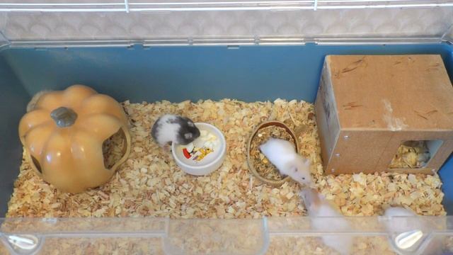 Сирийские хомяки 22-28 дней. Качелька и колесо для хомяка смотреть онлайн