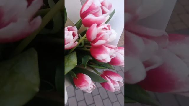 очень красивые тюльпаны смотреть онлайн