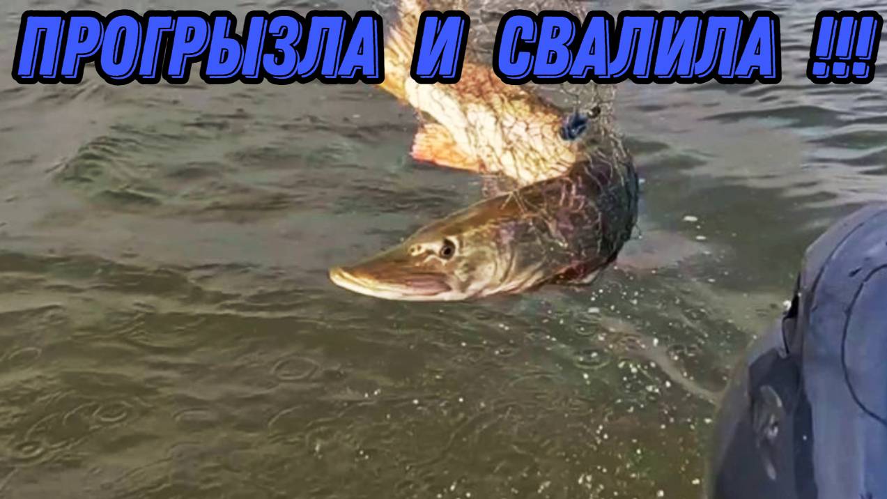 НАДО БЫ ПОЧИНИТЬ !!! РЫБАЛКА НА ОБИ 9 сентября 2024г. смотреть онлайн