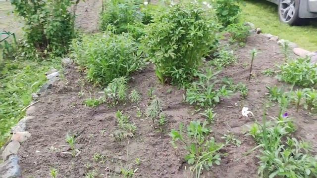 Посадили грядки, цветы. Установили навес над печкой.