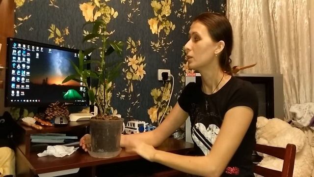 Орхидея дендробиум нобиле. Выращивание и уход в домашних условиях. смотреть онлайн