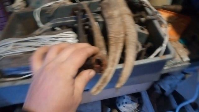 РОГА у КОЗ нужны или нет и как обезрожить коз и для чего это нужно,опыт содержания коз в деревне!!! смотреть онлайн