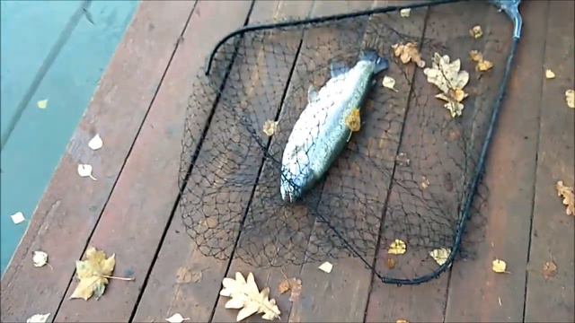 Калоши продолжают радовать рыбаков на спорт-зоне. смотреть онлайн