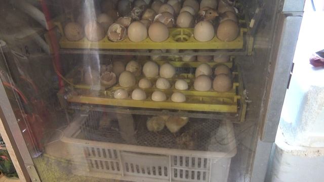 Пчеловодные сюжеты из жизни пчеловода не перематывать смотреть онлайн