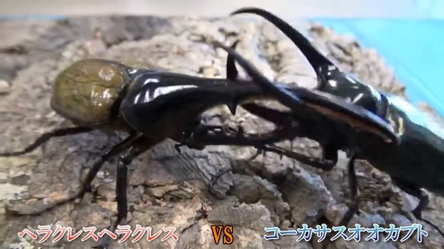 бой жуков - battle of beetles смотреть онлайн