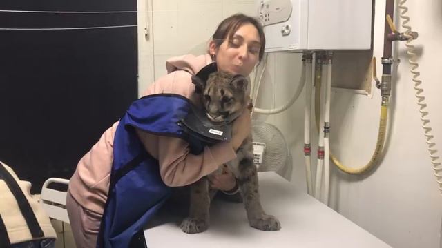 Делаем рентген котёнку пумы смотреть онлайн