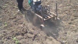 Копка картофеля мотоблоком Кайман 006