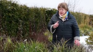 САМЫЙ УДИВИТЕЛЬНЫЙ ЗЛАК В САДУ | Осока Пальмолистная