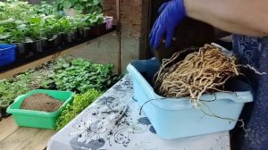 Калистегия. Деление и размножение корневищем.