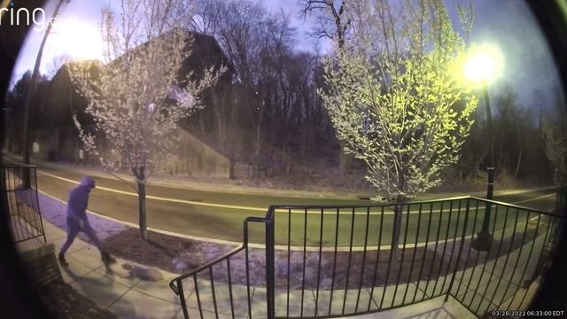 Person caught on camera slamming dog to the ground in D.C. смотреть онлайн