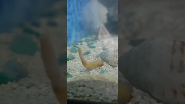Червь фасцилосома (Phascolosoma agassizii) в морском аквариуме смотреть онлайн