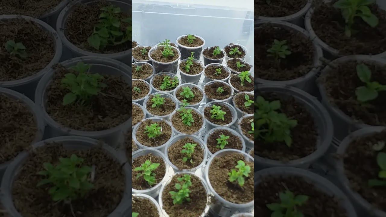 ГОРТЕНЗИИ in vitro через 2 недели после посадки #саженцыгортензий #купитьсаженцыгортензий смотреть онлайн