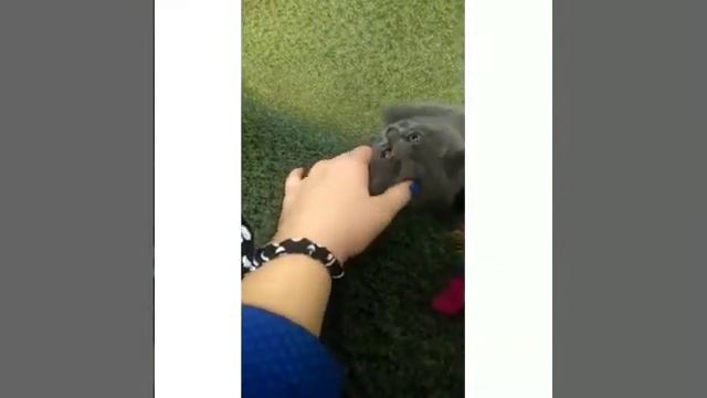 Шок! Подарили котёнка. смотреть онлайн