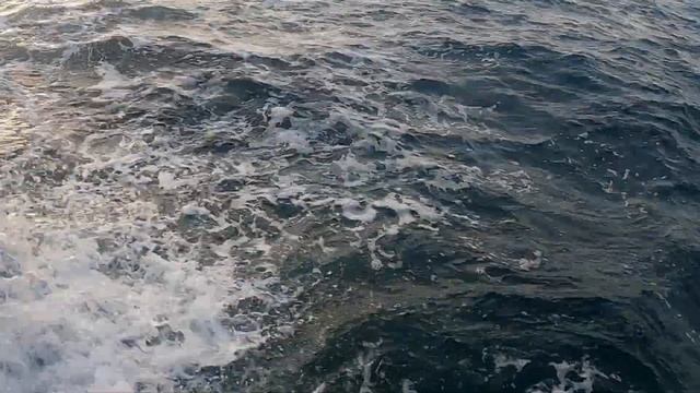 Сезон тунцов в Черногории. Tuna Time) Тунец  3 кг