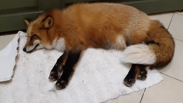Ли Сяо / Alice the Fox Лиса Алиса (Лиса спит и не хочет уходить из ванной) смотреть онлайн