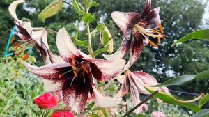 КОРОЛЕВСКИЕ ЛИЛИИ В МОЁМ САДУ! ПРИГЛАШАЮ ПОЛЮБОВАТЬСЯ КРАСОТОЙ!