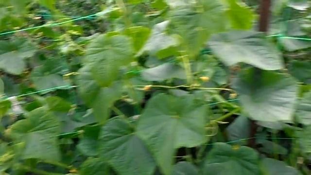 Огурцы в открытом грунте на шпалере.