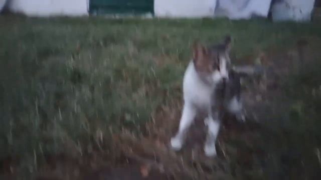 Cat hunting rat??-watch till end|cat running from rat|funny cat videos смотреть онлайн