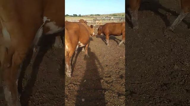 Дойные красно степные коровы смотреть онлайн