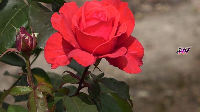 SONY FDR-AX53 HANDYCAM 4K Footage Test [4K Ultra HD] смотреть онлайн