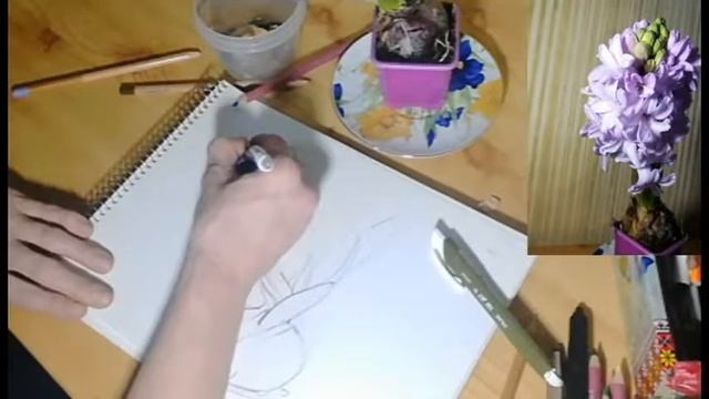 Рисуем гиацинт. Сначала рисунок карандашом смотреть онлайн