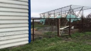 Питомник Кавказских Волкодавов) (Одни из лучших кровей Кавказа )