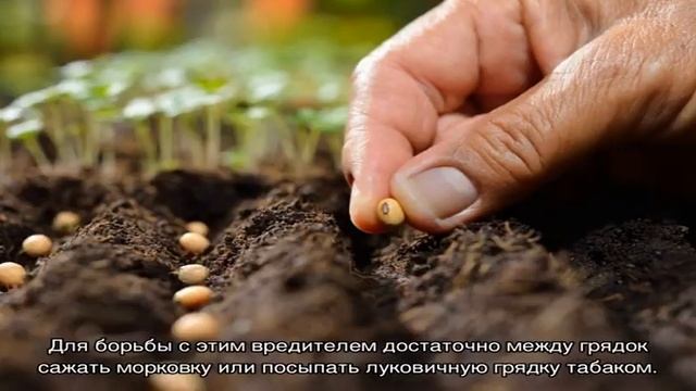 Выращивание лука-порея на дачных грядках, посадка и уход смотреть онлайн