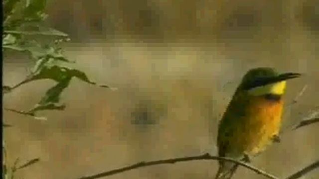WildEarth Djuma Little Bee Eaters 7-8-07 смотреть онлайн
