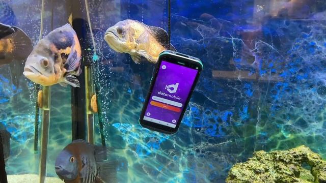 Обзор терминалов сбора данных Mindeo M40, M50, D60 смотреть онлайн