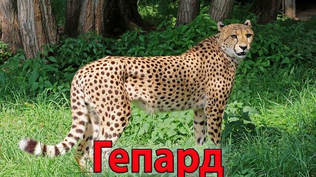 Учим слова Африканские животные Карточки Домана смотреть онлайн